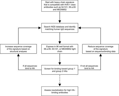 Sequence-Signature Optimization Enables Improved Identification of Human HV6-1-Derived Class Antibodies That Neutralize Diverse Influenza A Viruses